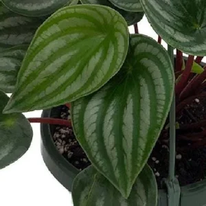 Watermelon Peperomia Live Plant - 6 inch Hanging Basket, Indoor - Image 3