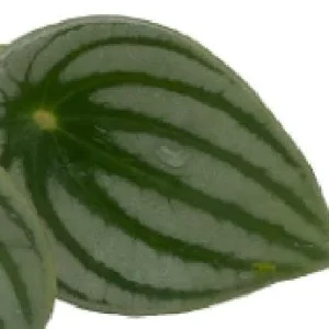 Watermelon Peperomia Live Plant - 6 inch Hanging Basket, Indoor - Image 4