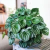 Watermelon Peperomia Live Plant – Potted Houseplant – Indoor Foliage - Image 1