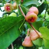 Wax Jambu Live Plant – 2-3 Feet Tall – Fruit Tree – Ships in 3 Gallon Pot - Image 1