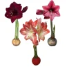 Waxed Amaryllis Bulb 28/30cm Holiday Collection - Black Pearl, Minerva, Revelation - Image 1