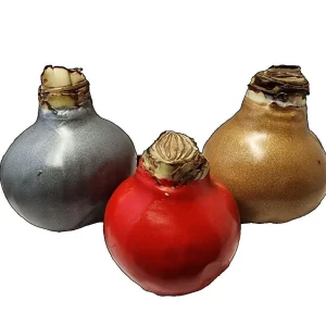 Waxed Amaryllis Bulb 28/30cm Holiday Collection - Black Pearl, Minerva, Revelation - Image 2
