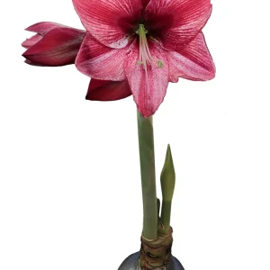 Waxed Amaryllis Bulb 28/30cm Holiday Collection - Black Pearl, Minerva, Revelation - Image 3