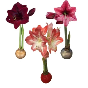 Waxed Amaryllis Bulb 28/30cm Holiday Collection - Black Pearl, Minerva, Revelation - Image 1