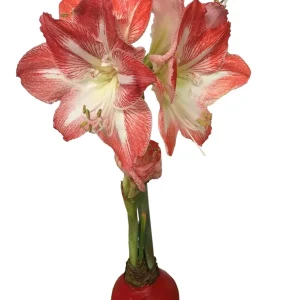 Waxed Amaryllis Bulb 28/30cm Holiday Collection - Black Pearl, Minerva, Revelation - Image 5