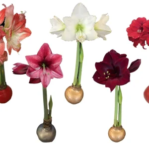 Waxed Amaryllis Bulb 5 Pack - Assorted Holiday Gift Bundle 28/30cm - Image 1