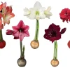 Waxed Amaryllis Bulb 5 Pack - Assorted Holiday Gift Bundle 28/30cm - Image 1