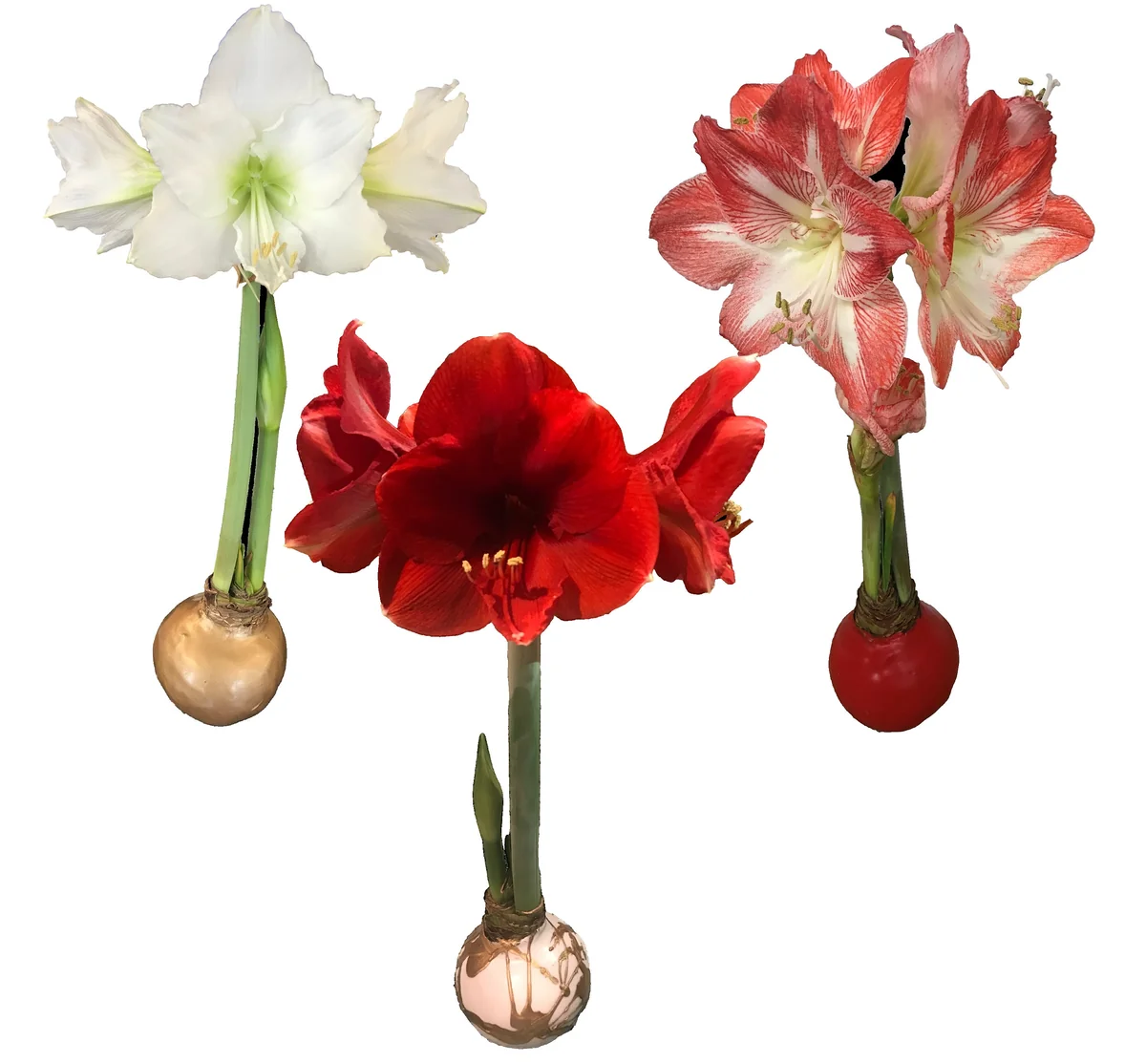 Waxed Amaryllis Bulb Collection 28/30cm - 3 Bulbs Red Victory, White Denver, Minerva for Holiday Gift - Image 1