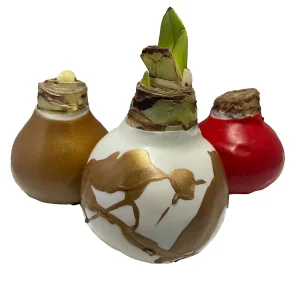 Waxed Amaryllis Bulb Collection 28/30cm - 3 Bulbs Red Victory, White Denver, Minerva for Holiday Gift - Image 2