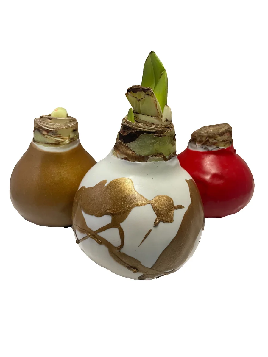 Waxed Amaryllis Bulb Collection 28/30cm - 3 Bulbs Red Victory, White Denver, Minerva for Holiday Gift - Image 2