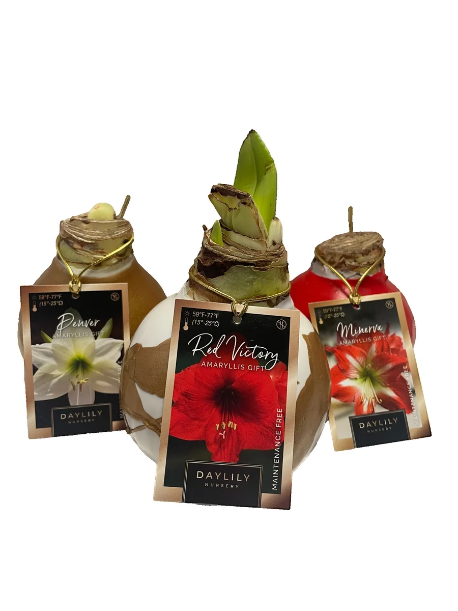 Waxed Amaryllis Bulb Collection 28/30cm - 3 Bulbs Red Victory, White Denver, Minerva for Holiday Gift - Image 3