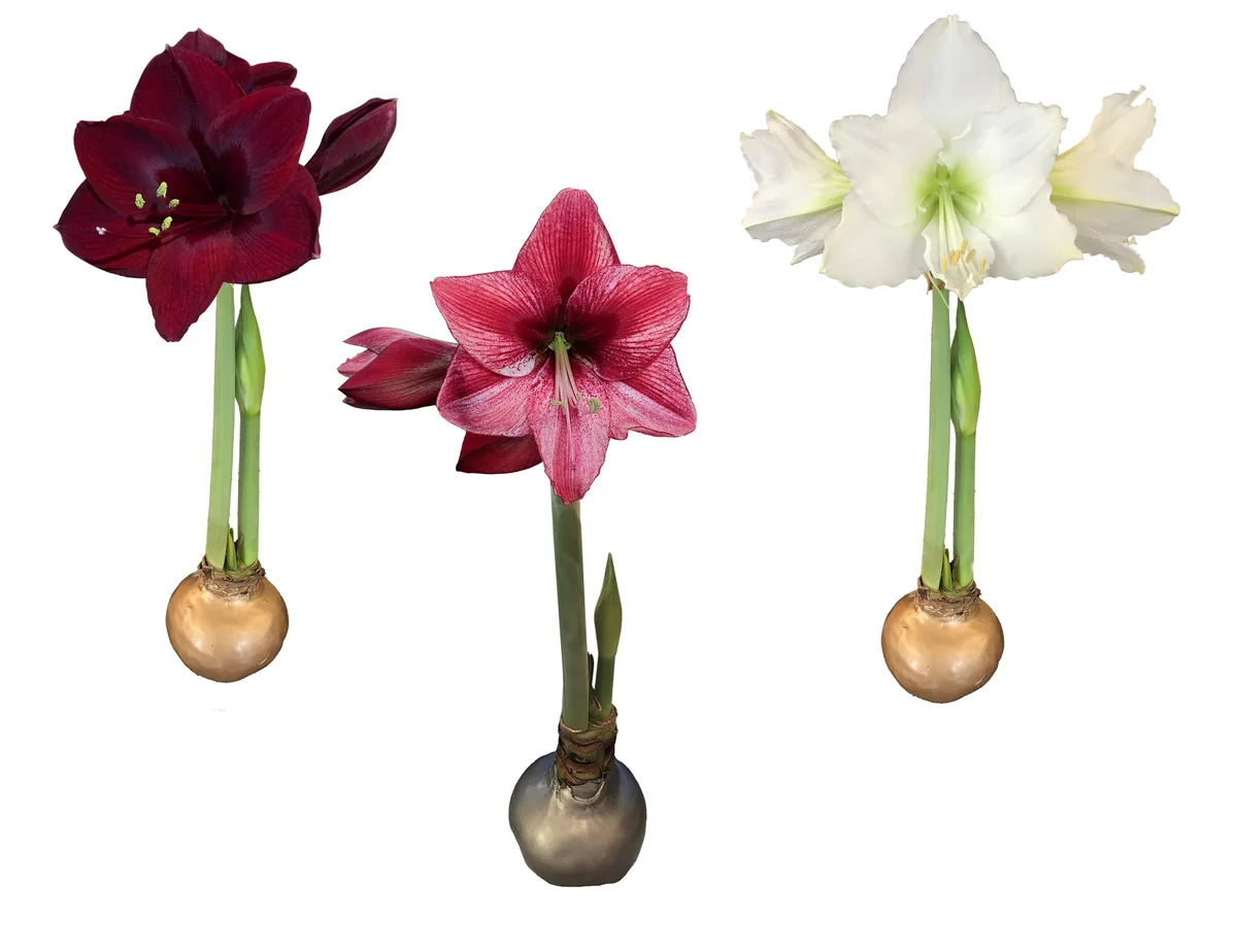 Waxed Amaryllis Bulb Holiday Collection - Black Pearl, Denver, Revelation - Size 26/28 - 3 Bulbs - Image 1
