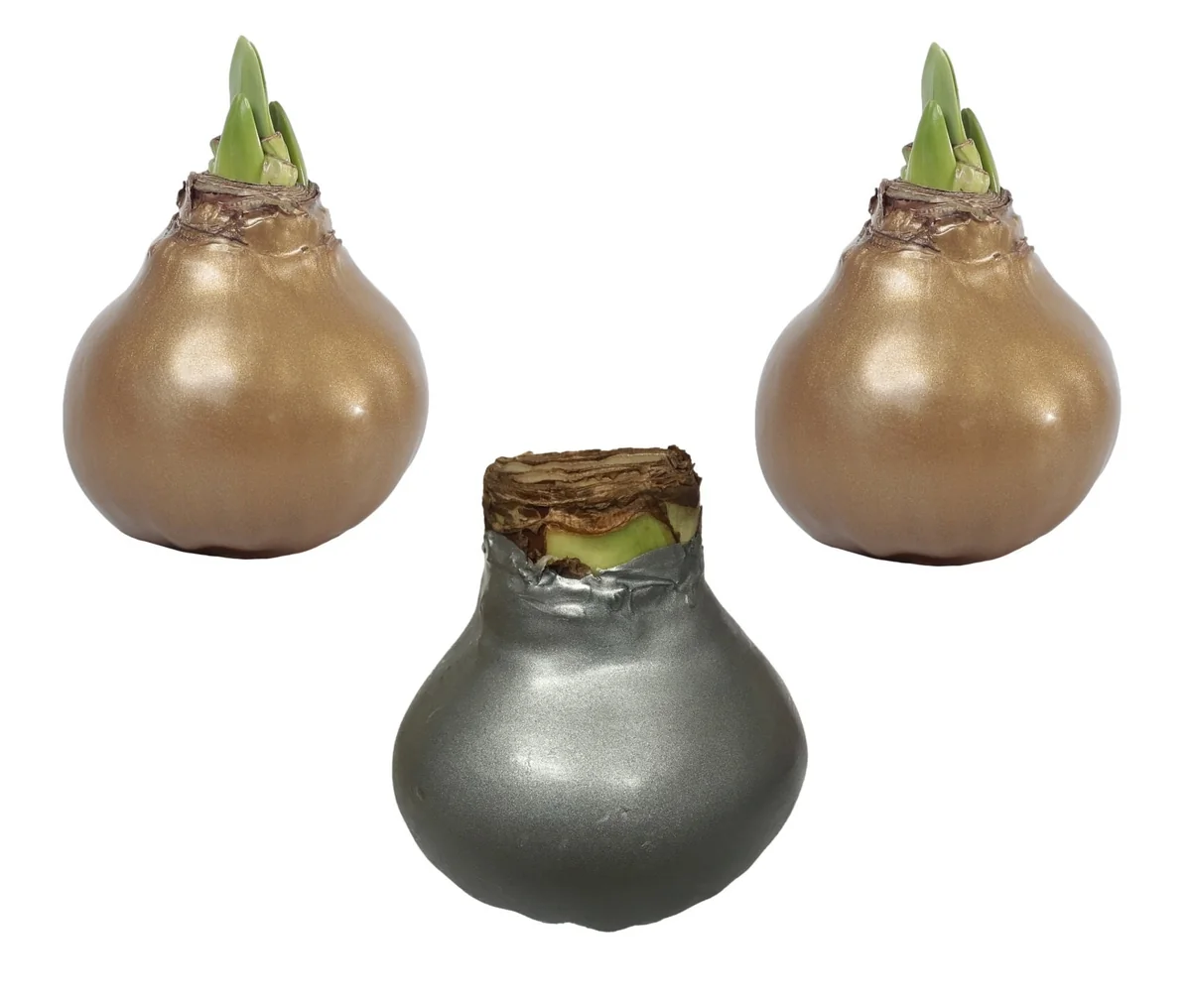 Waxed Amaryllis Bulb Holiday Collection - Black Pearl, Denver, Revelation - Size 26/28 - 3 Bulbs - Image 2