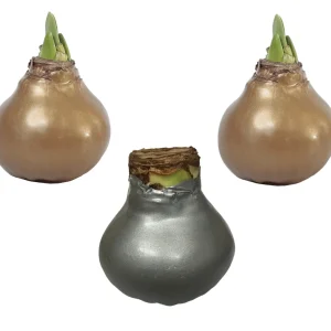 Waxed Amaryllis Bulb Holiday Collection - Black Pearl, White Denver, Revelation - 3 Bulbs - Image 2