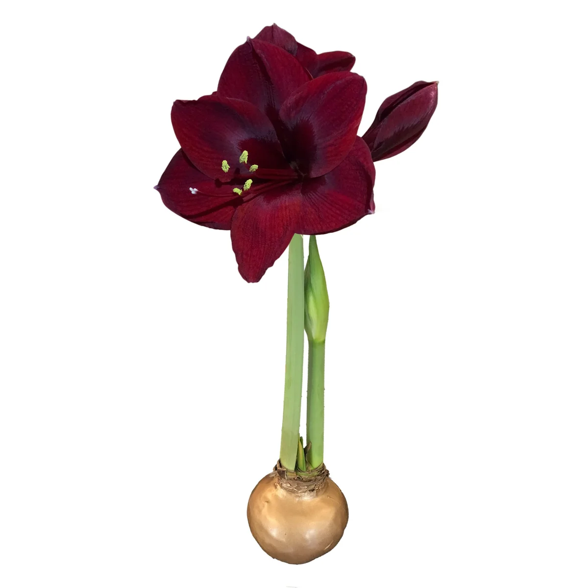 Waxed Amaryllis Bulb Holiday Collection - Black Pearl, Denver, Revelation - Size 26/28 - 3 Bulbs - Image 3