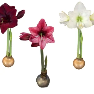 Waxed Amaryllis Bulb Holiday Collection - Black Pearl, White Denver, Revelation - 3 Bulbs - Image 1