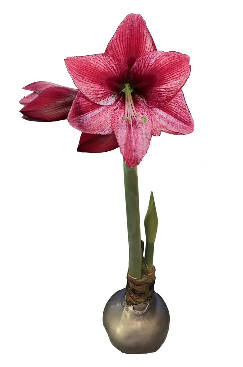 Waxed Amaryllis Bulb Holiday Collection - Black Pearl, Denver, Revelation - Size 26/28 - 3 Bulbs - Image 4