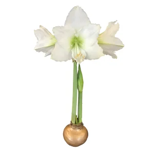 Waxed Amaryllis Bulb Holiday Collection - Black Pearl, Denver, Revelation - Size 26/28 - 3 Bulbs - Image 5