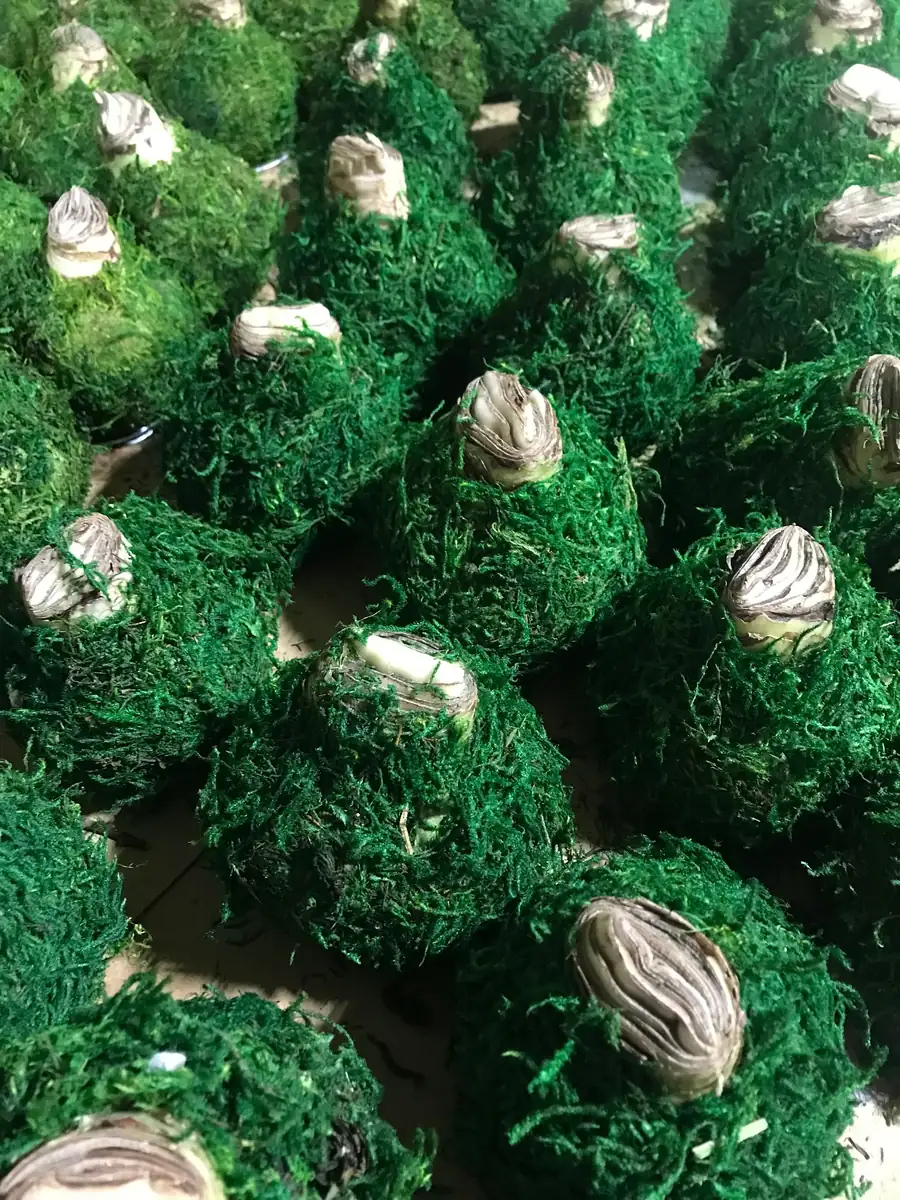 Waxed Amaryllis Bulb Picasso 32/34 - Indoor Flowering Bulb - Image 3