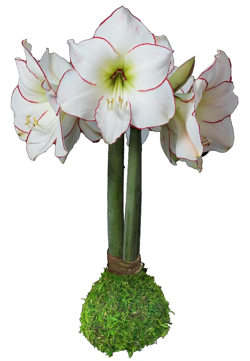 Waxed Amaryllis Bulb Picasso 32/34 - Indoor Flowering Bulb - Image 1