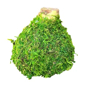 Waxed Amaryllis Bulb Picasso, Size 32/34, No Water & Soil Needed - Image 2