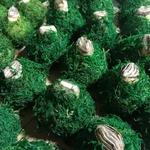 Waxed Amaryllis Bulb Picasso, Size 32/34, No Water & Soil Needed - Image 3