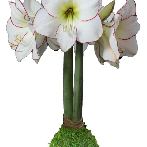 Waxed Amaryllis Bulb Picasso, Size 32/34, No Water & Soil Needed - Image 1