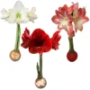 Waxed Amaryllis Bulbs Holiday Collection 28/30cm - Red, White, Minerva - 3 Bulbs - Image 1