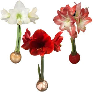 Waxed Amaryllis Bulbs Holiday Collection 28/30cm - Red, White, Minerva - 3 Bulbs - Image 1