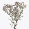 Waxflower 'Jupiter Solar' Live Plant - Chamelaucium uncinatum - 1 Foot Tall - Image 1
