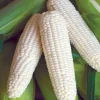 Waxy Sticky Corn Seeds - White Glutinous Glutinous Corn Seeds - 1/2 Lb Pack - Image 1