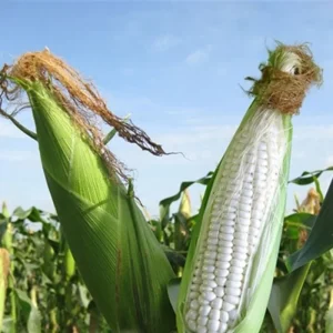 Waxy Sticky Corn Seeds - White Glutinous Glutinous Corn Seeds - 1/2 Lb Pack - Image 4