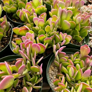 Weeping Trailing Jade Live Plant - Variegated Succulent - 4 inch Pot - Indoor Home Decor - Image 3