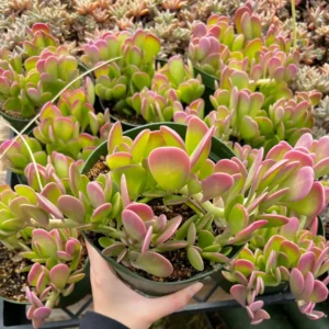 Weeping Trailing Jade Live Plant - Variegated Succulent - 4 inch Pot - Indoor Home Decor - Image 1