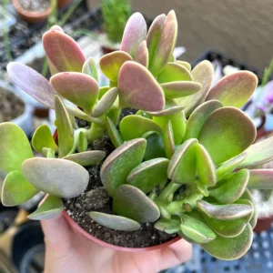 Weeping Trailing Jade Live Plant - Variegated Succulent - 4 inch Pot - Indoor Home Decor - Image 6