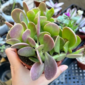 Weeping Trailing Jade Live Plant - Variegated Succulent - 4 inch Pot - Indoor Home Decor - Image 7