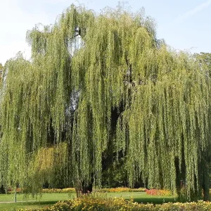 Weeping Willow Bareroot Tree - Live Plant Duo - 12-18 inch Tall - Fast Growing Outdoor Shade Tree - Image 1