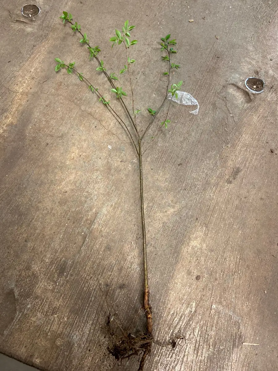 Weeping Willow Bareroot Tree - Live Plant Duo - 12-18 inch Tall - Fast Growing Outdoor Shade Tree - Image 2