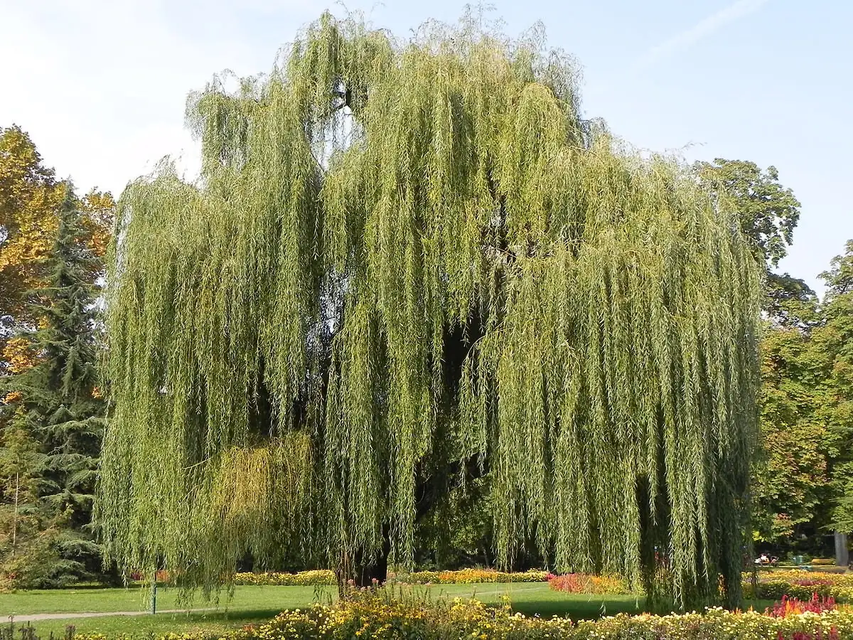 Weeping Willow Bareroot Tree - Live Plant Duo - 12-18 inch Tall - Fast Growing Outdoor Shade Tree - Image 1