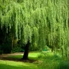 Weeping Willow Tree Cuttings - Set of 12 Unrooted Salix babylonica, Fast Growing Outdoor - Image 1