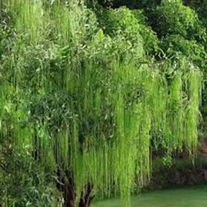 Weeping Willow Tree Live Plant – 12-24in Tall Salix babylonica Bare Root Outdoor - Image 3