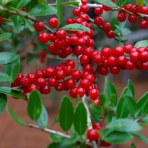 Weeping Yaupon Holly Live Plant - Ilex vomitoria 'Pendula' - 4-10