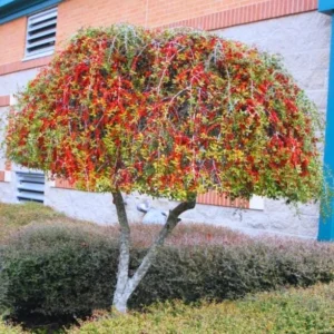 Weeping Yaupon Holly Live Plant - Ilex vomitoria 'Pendula' - 4-10