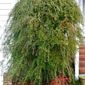 Weeping Yaupon Holly Live Plant - Ilex vomitoria 'Pendula' - 4-10