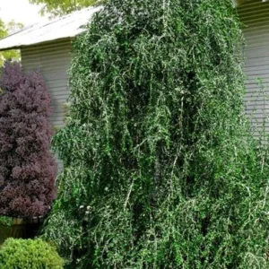 Weeping Yaupon Holly Live Plant - Ilex vomitoria 'Pendula' - 4-10