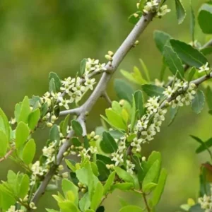 Weeping Yaupon Holly Live Plant - Ilex vomitoria 'Pendula' - 4-10