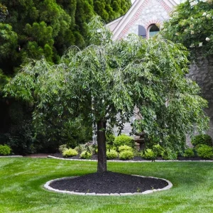 Weeping Yoshino Cherry Live Plant - 2.5 inch Pot - Elegant Cascading Blooms - Outdoor - Image 2