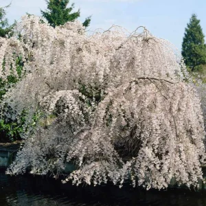 Weeping Yoshino Cherry Live Plant - 2.5 inch Pot - Elegant Cascading Blooms - Outdoor - Image 5