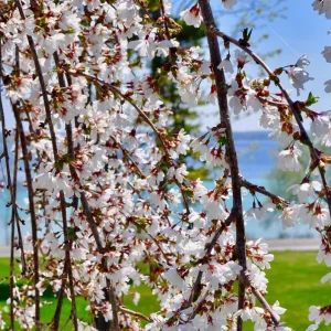 Weeping Yoshino Cherry Live Plant - 2.5 inch Pot - Elegant Cascading Blooms - Outdoor - Image 6