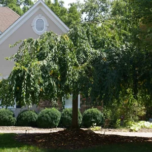 Weeping Yoshino Cherry Live Plant - 2.5 inch Pot - Elegant Cascading Blooms - Outdoor - Image 8